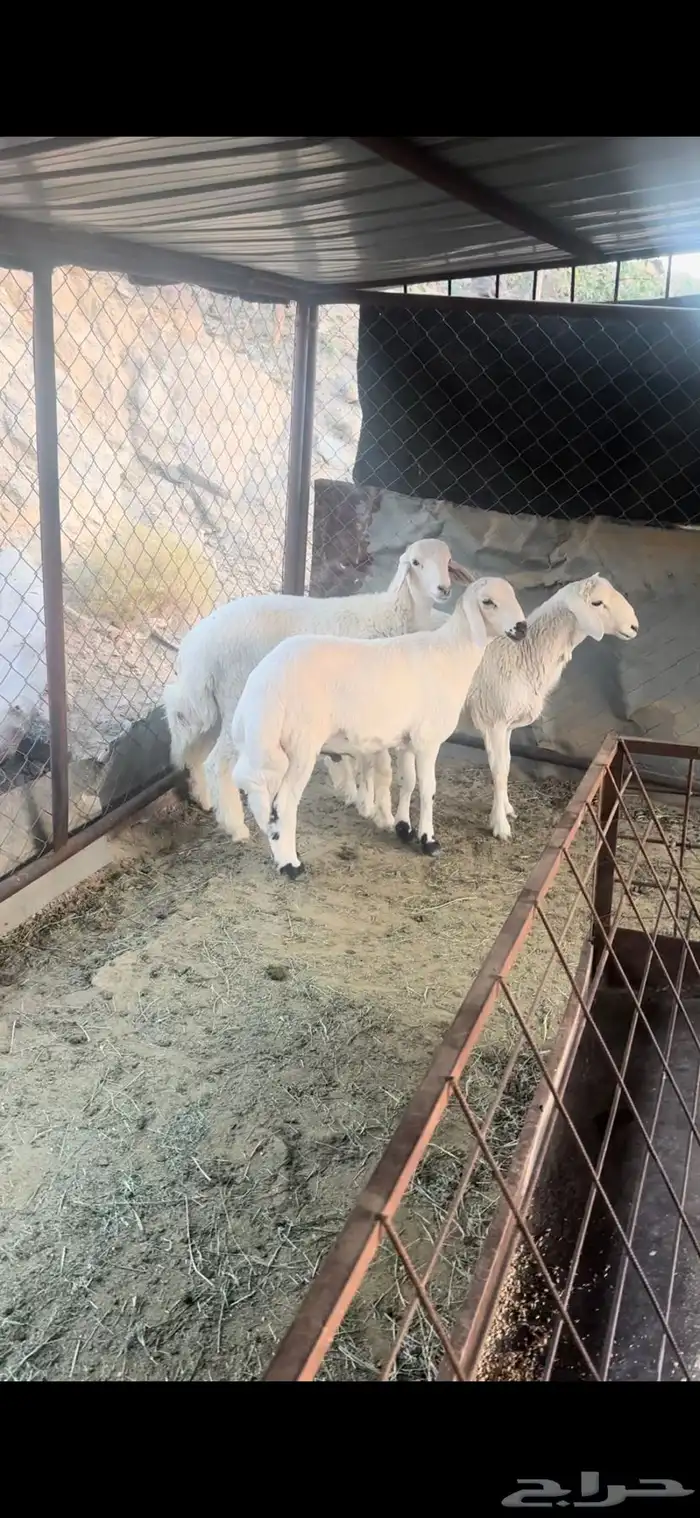 خرفان نظاف وسمان 0