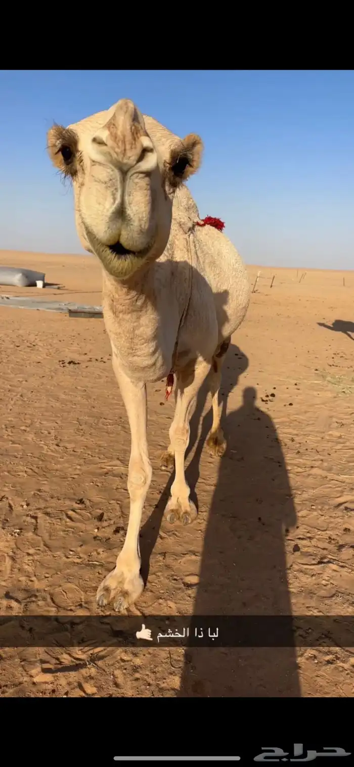 ناقه عشراء شقحاء كفو 2