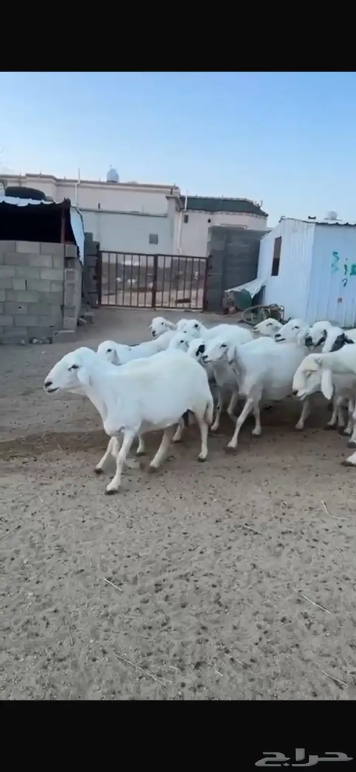 غنم 0