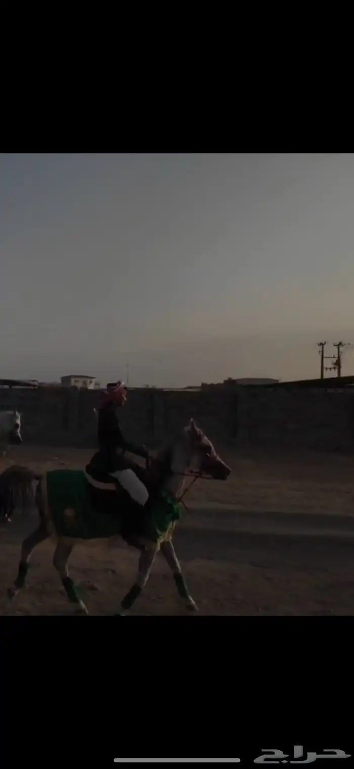حصان شعبي 0