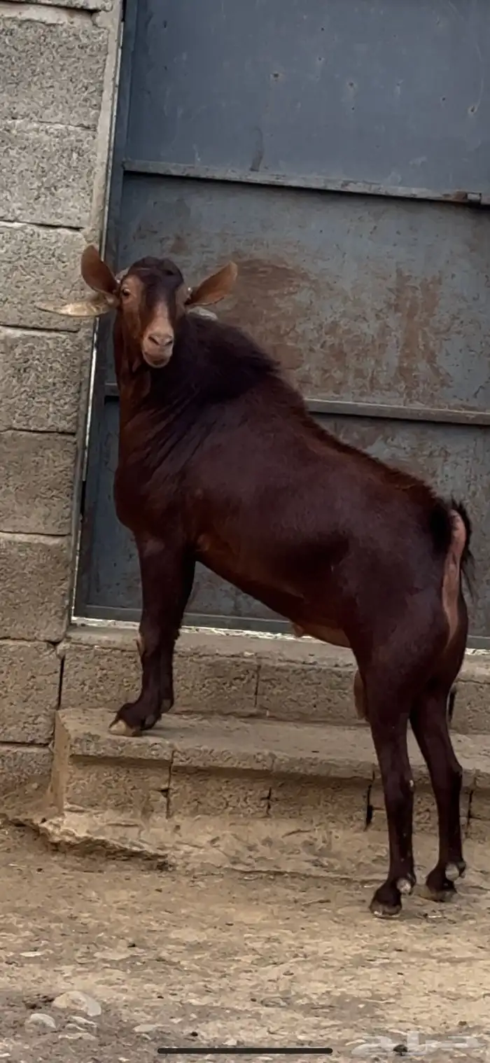 تيس فحل ماعز ادهم ادبس فاخر 1