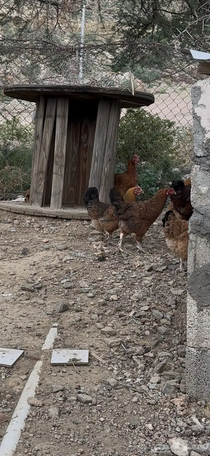 دجاج فرنسي مهجن بلدي 4