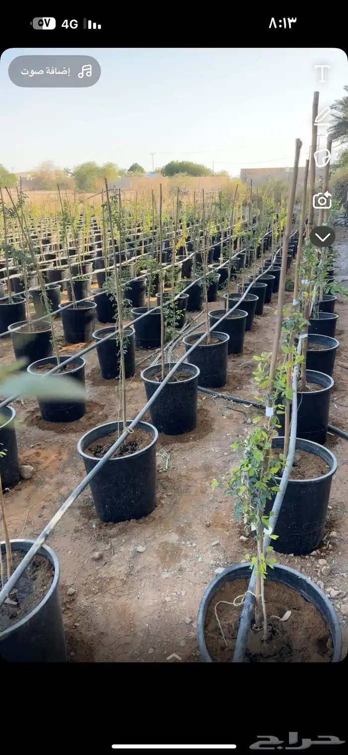 نزرع لك مزرعتك في مراكن أشجار ومزارع 3