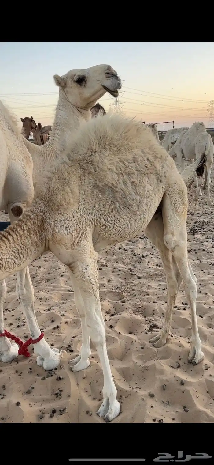 قعدان ثنين تحت امهاتها 0