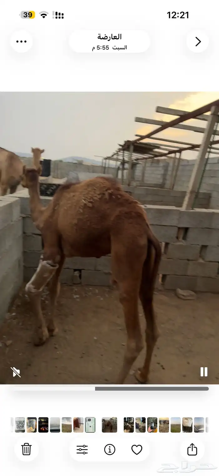 حاشي طيب لباني فيه كسر ف يده 0