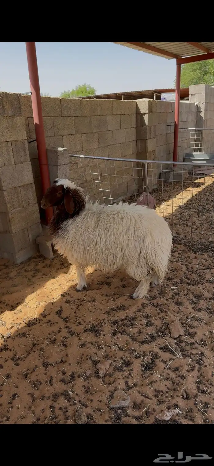 جذعه تميمه نعيميه فل شحم ع شعير وبرسيم 0