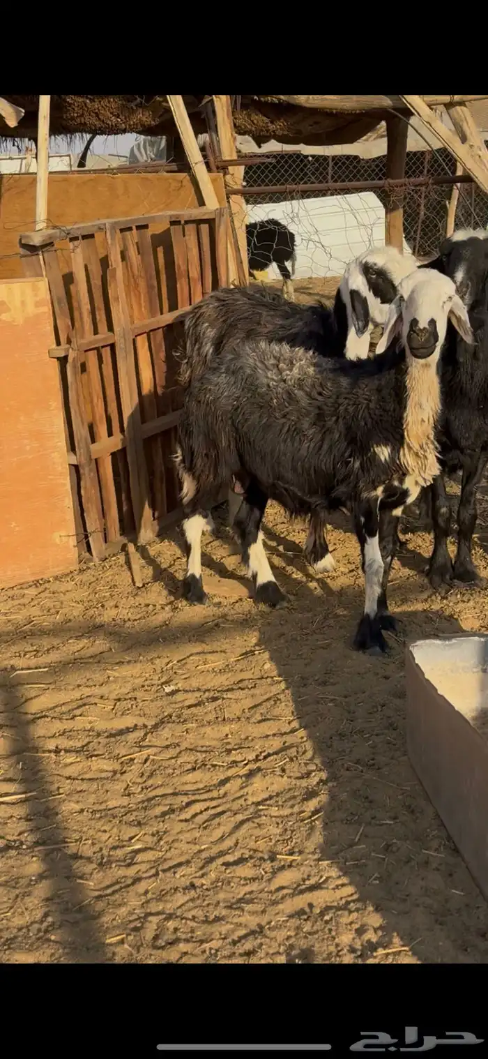اربع غنم عرب 2