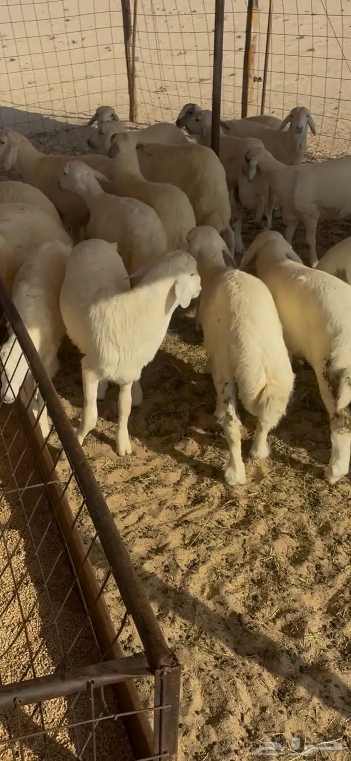 بهم حريات تربيه للبيع 2