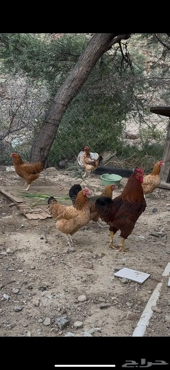 دجاج فرنسي مهجن بلدي 0