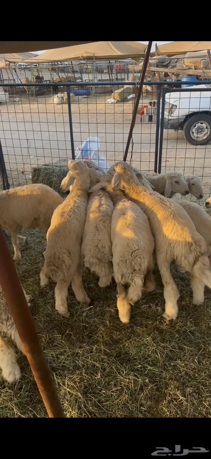 طليان ورخال 4