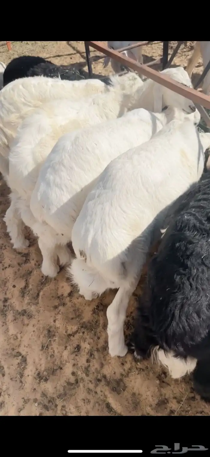 حري ونجدي فل الفل 0