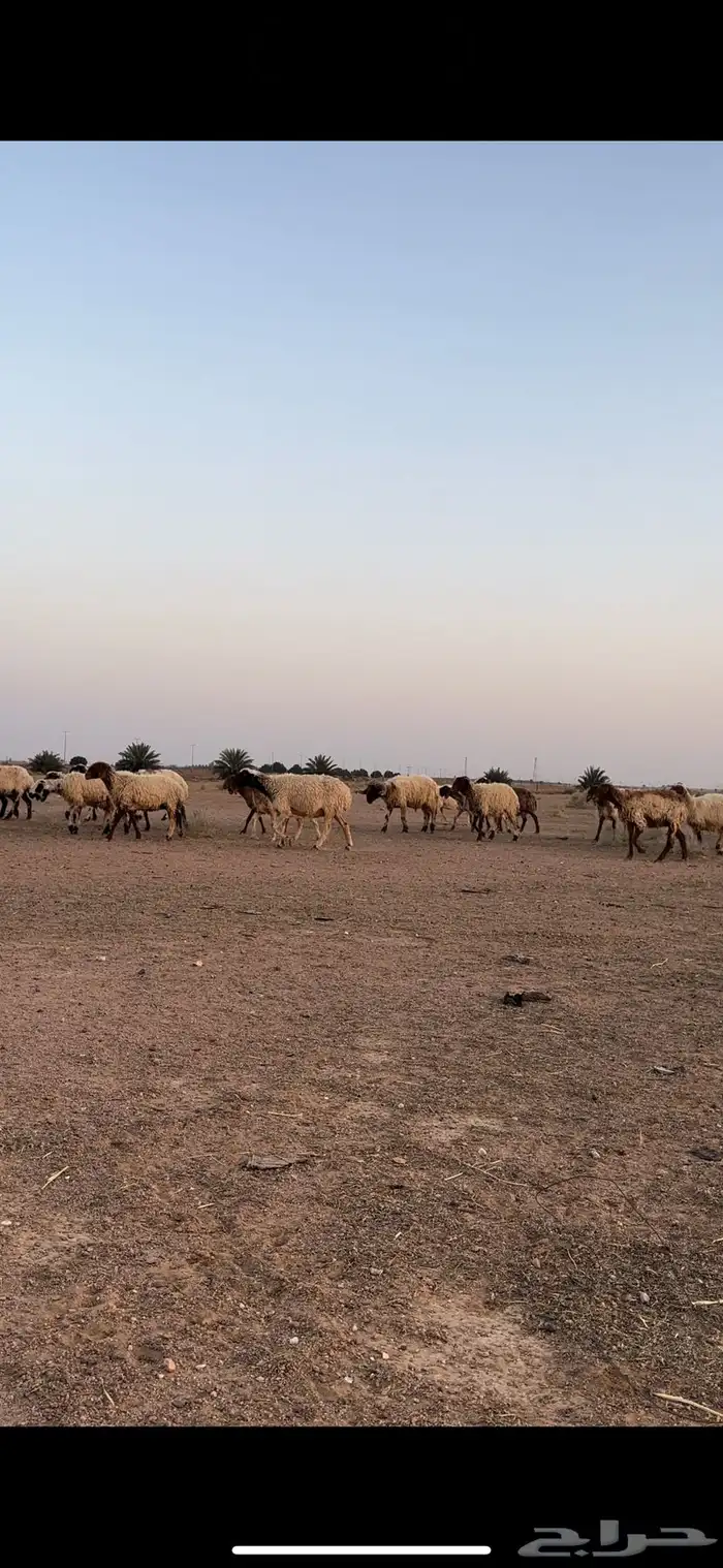 نعيم مقاني 2