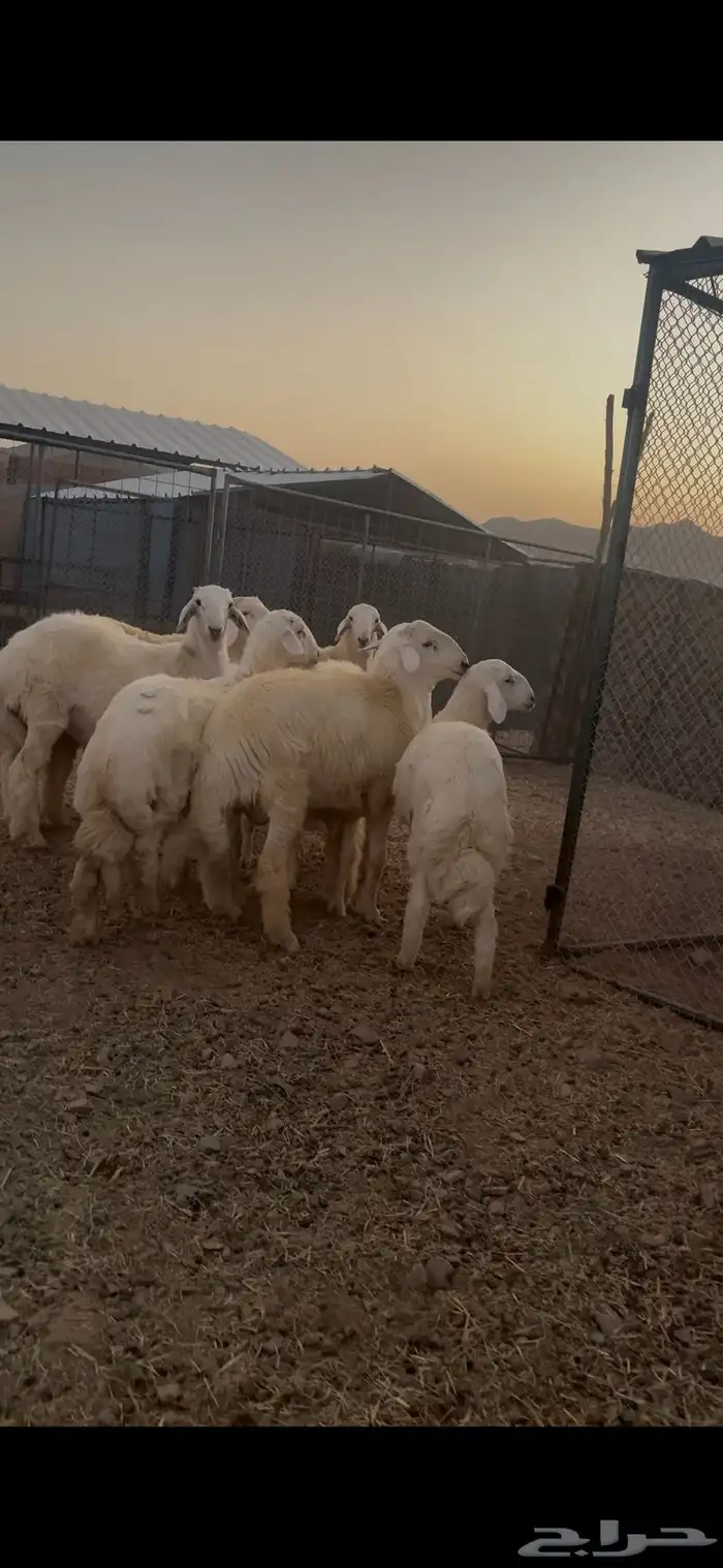 طليان 0