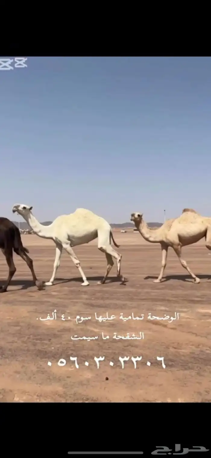 ابكار للبيع 2