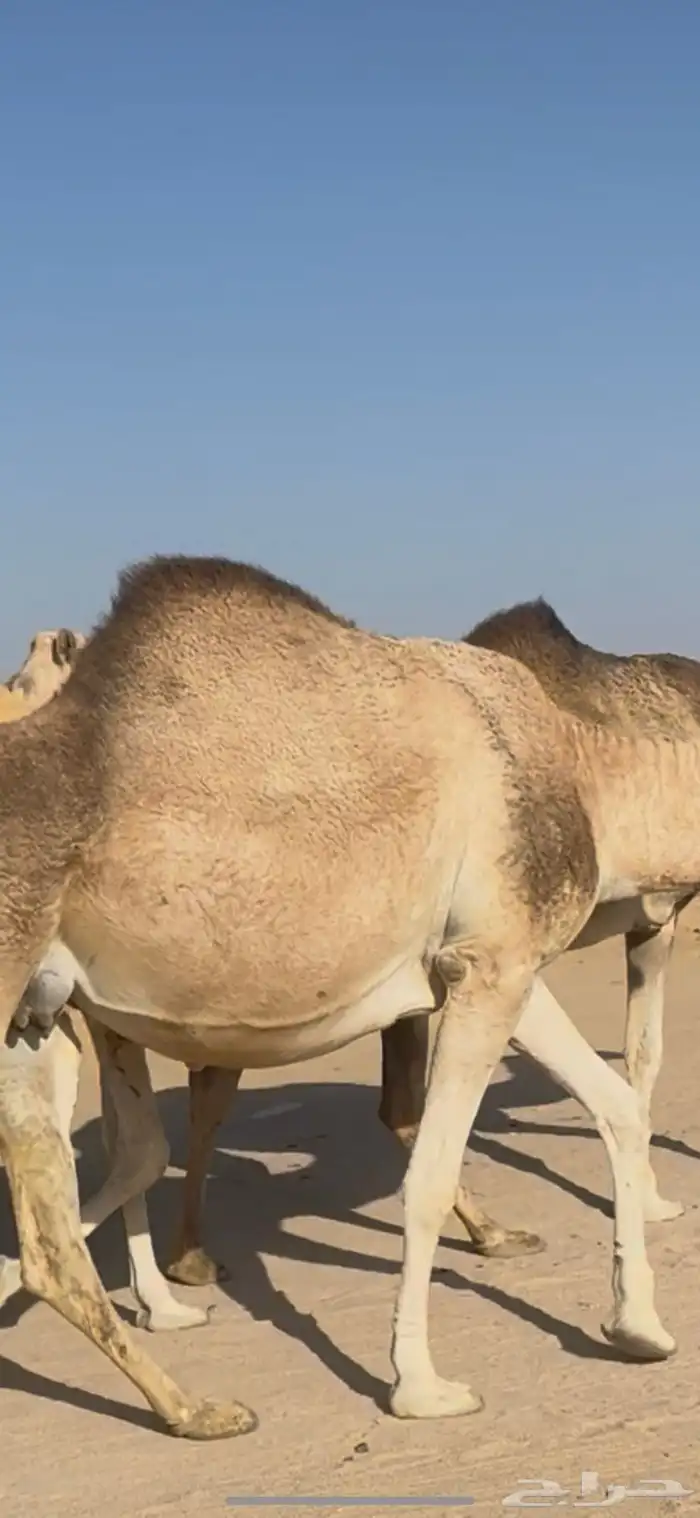 للبيع بكر ثنيه باقي لها اقل من شهر وتنتج شقحا 0