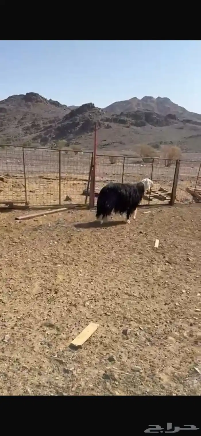 خروف فحل 2