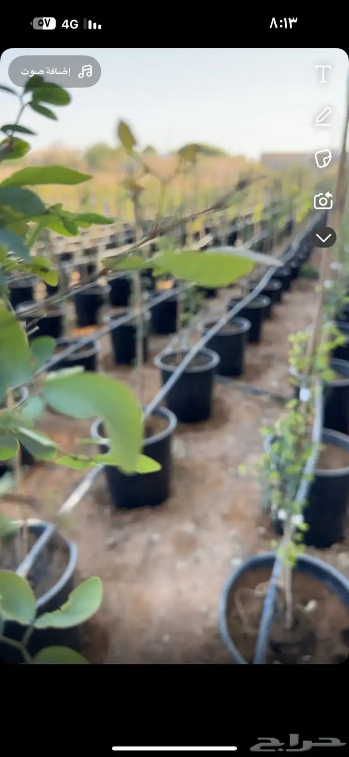 نزرع لك مزرعتك في مراكن أشجار ومزارع 4