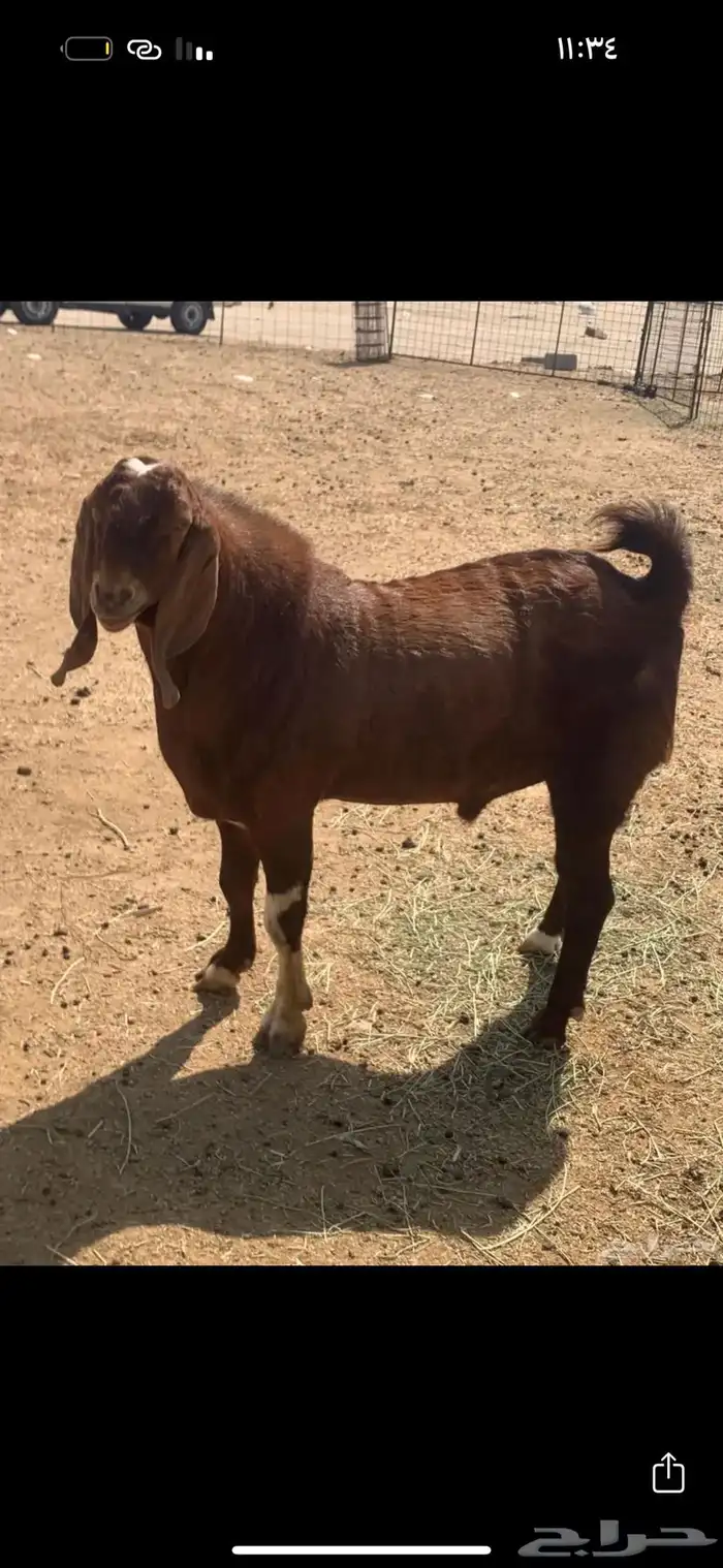 للبيع تيس فحل الدهم كلهاري 1