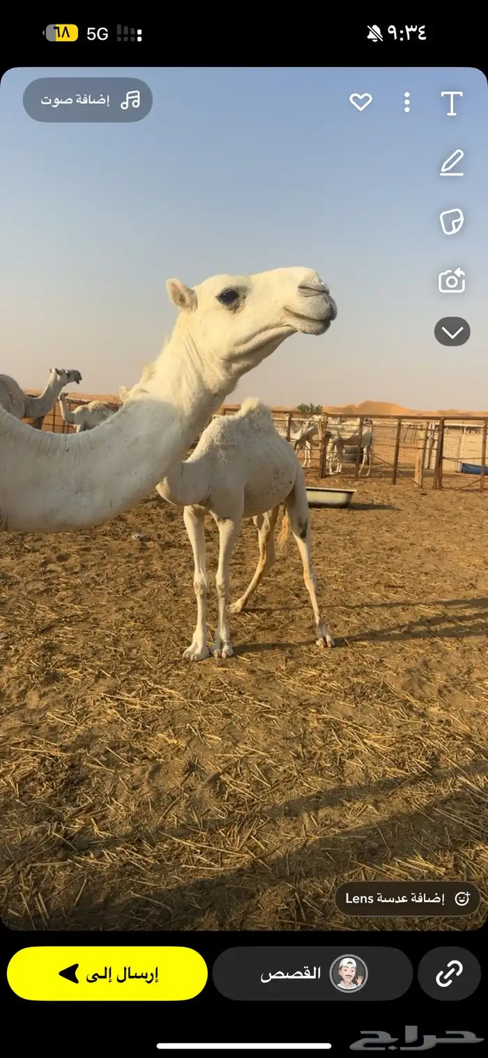 بكره ضروبه طيبه وضحى 0