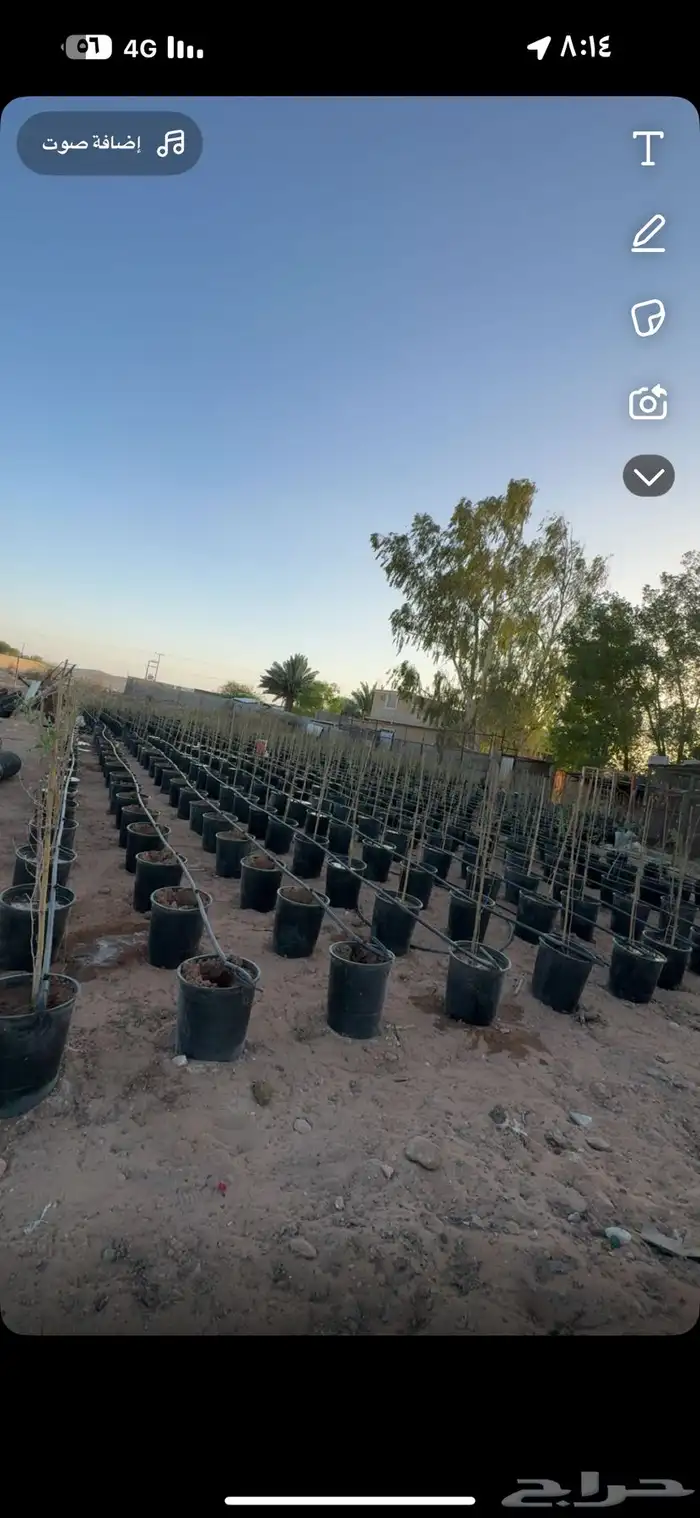 نزرع لك مزرعتك في مراكن أشجار ومزارع 2