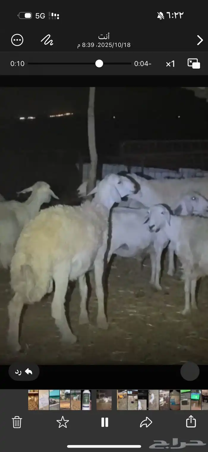 للبيع خروف حري صنف 1