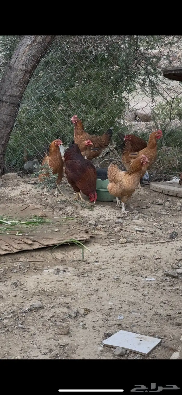 دجاج فرنسي مهجن بلدي 8