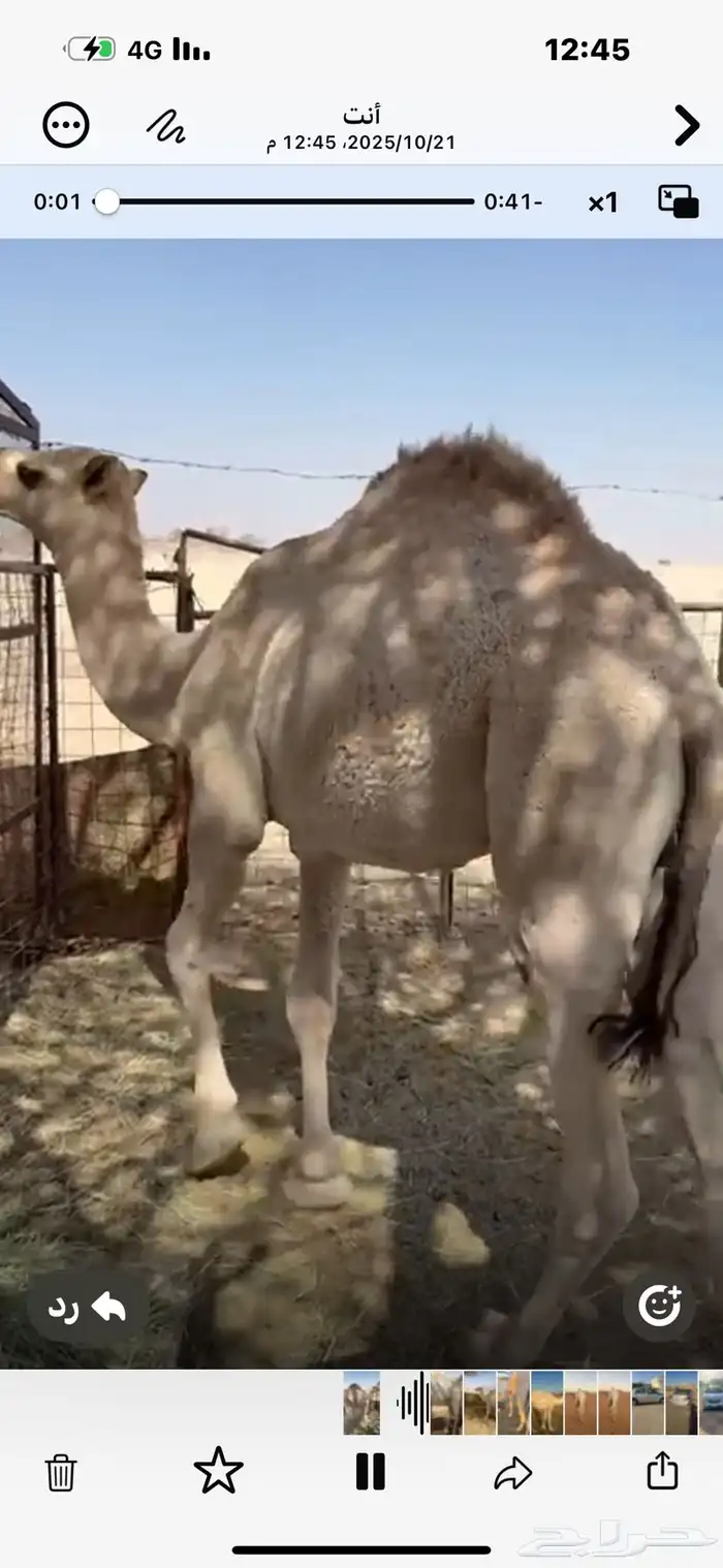 قعودين مقاريد متعديه السنه 0