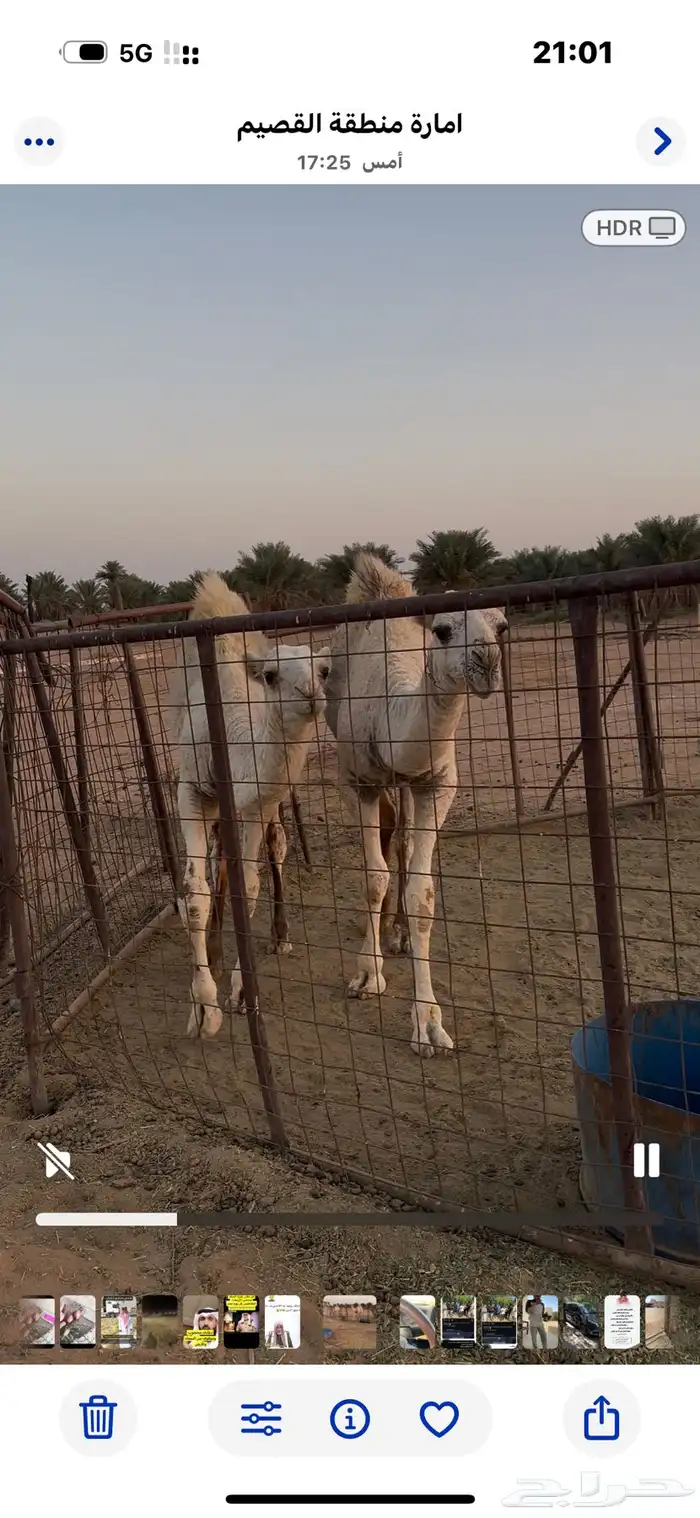 حشو طيبه عدد 2 1