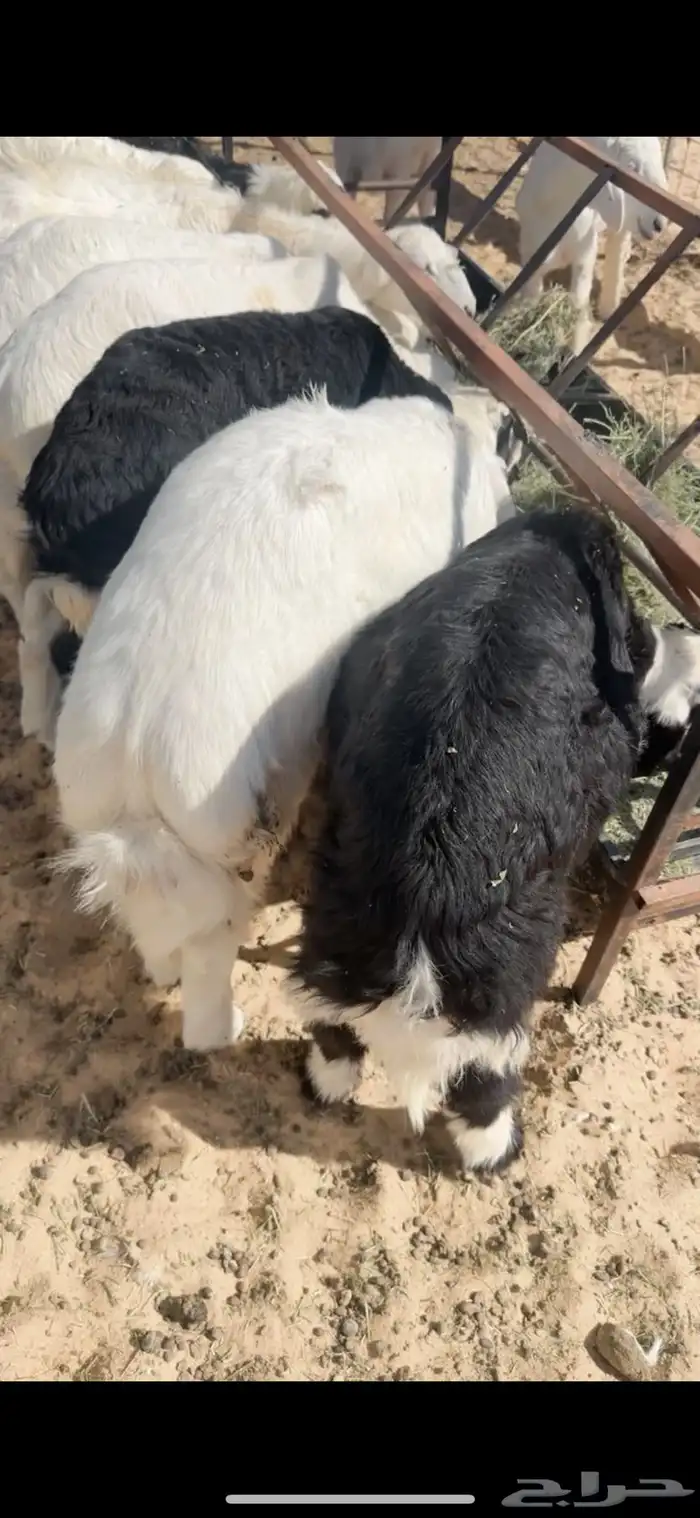 حري ونجدي فل الفل 2