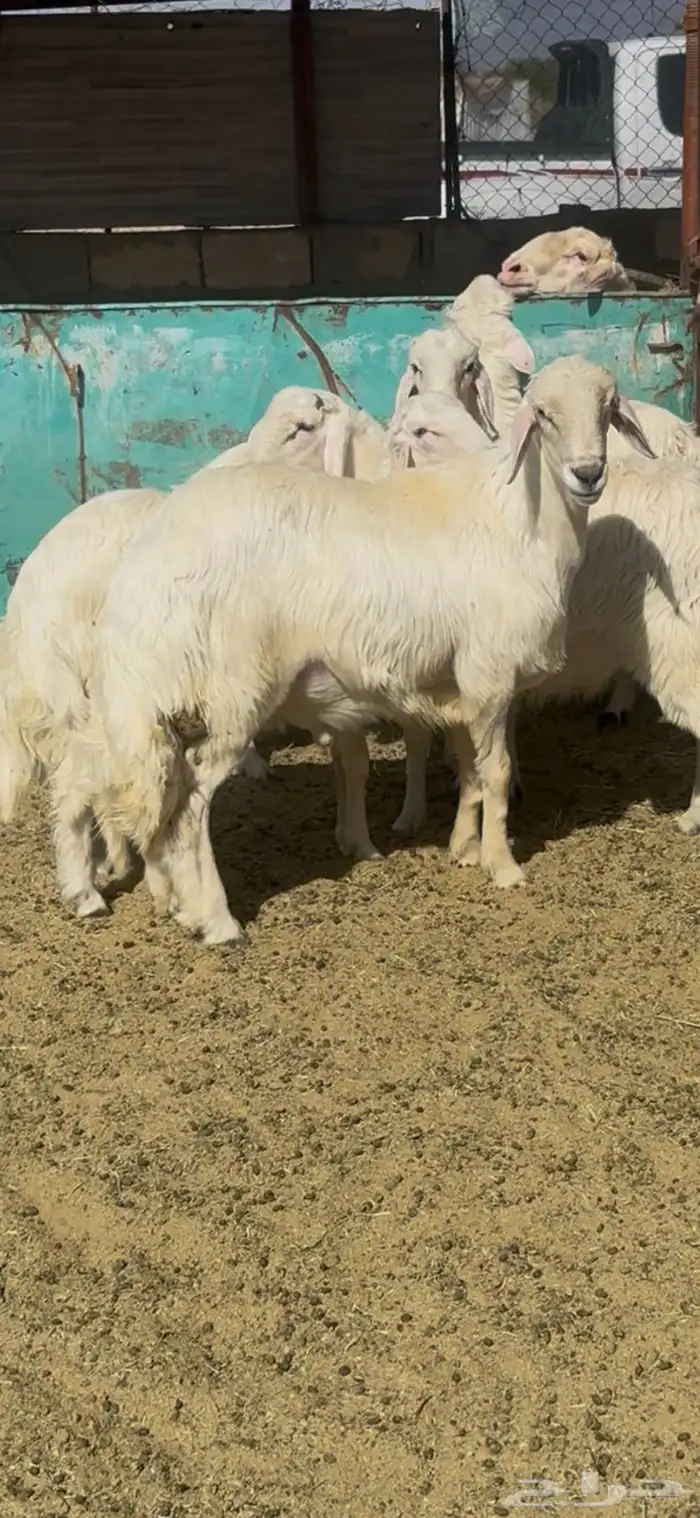 خرفان مبادي أو مشاريع فحول 4