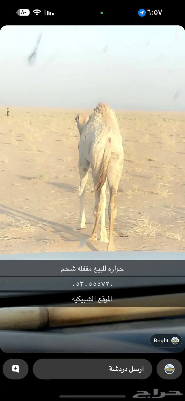 حواره للبيع مقفله على الحليب 0