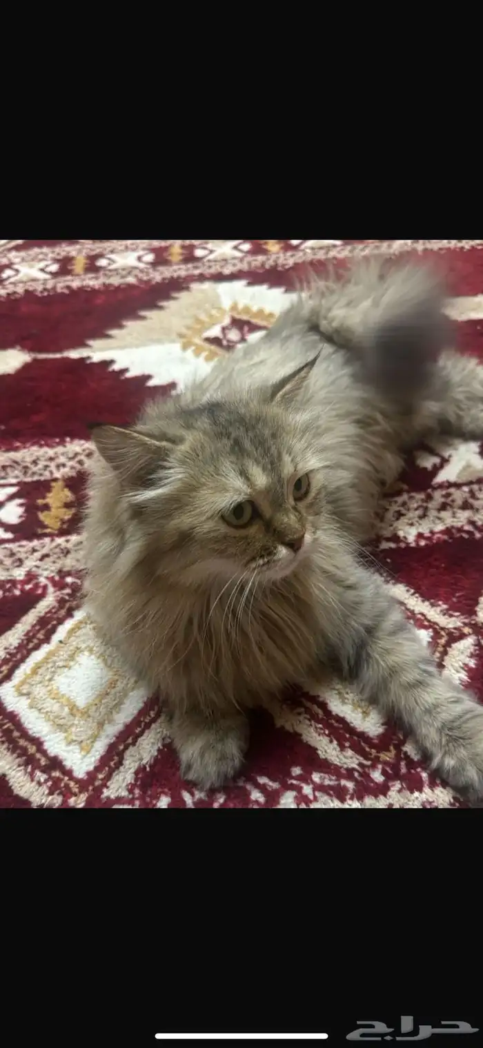 قطه معثور عليها 1