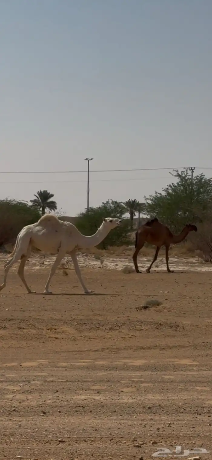 بكره ضروبه طيبه وضحى 1