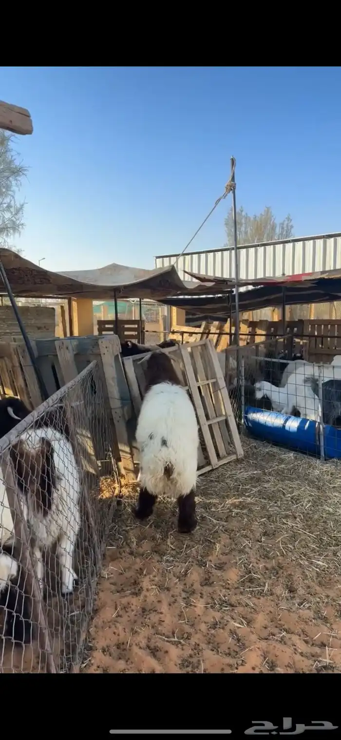 خروف نعيمي 3