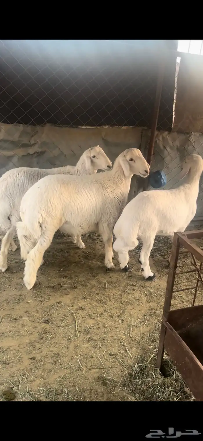 خرفان نظاف وسمان 1