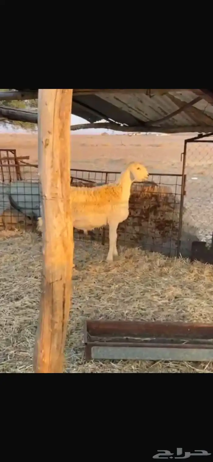 للبيع خروف حري صنف 2