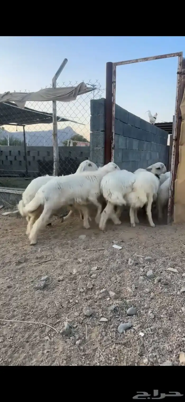 10 خرفان صفر بلدي 0
