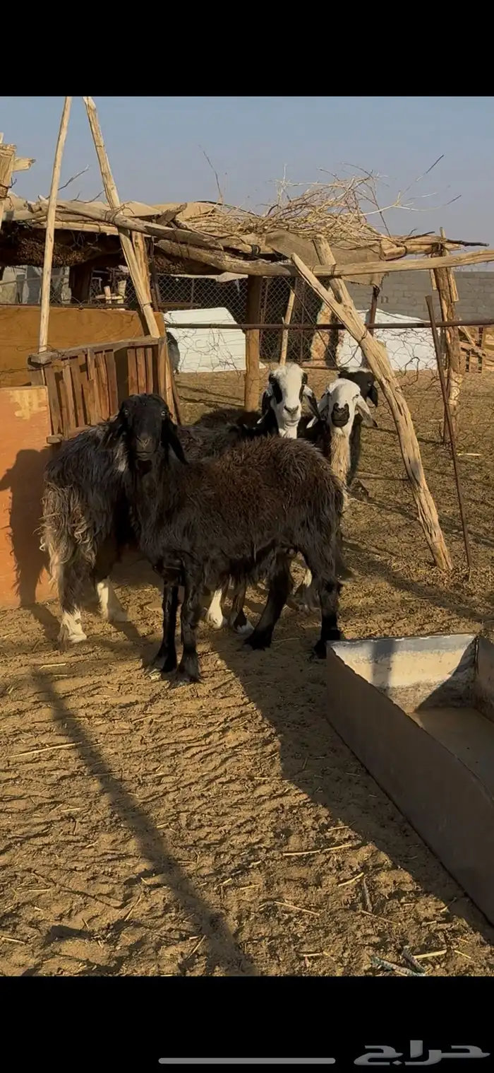 اربع غنم عرب 1
