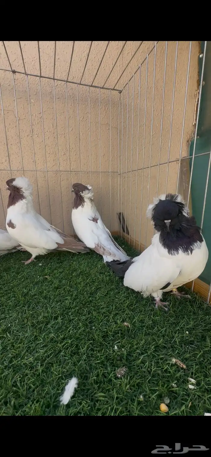حمام سوداني 1