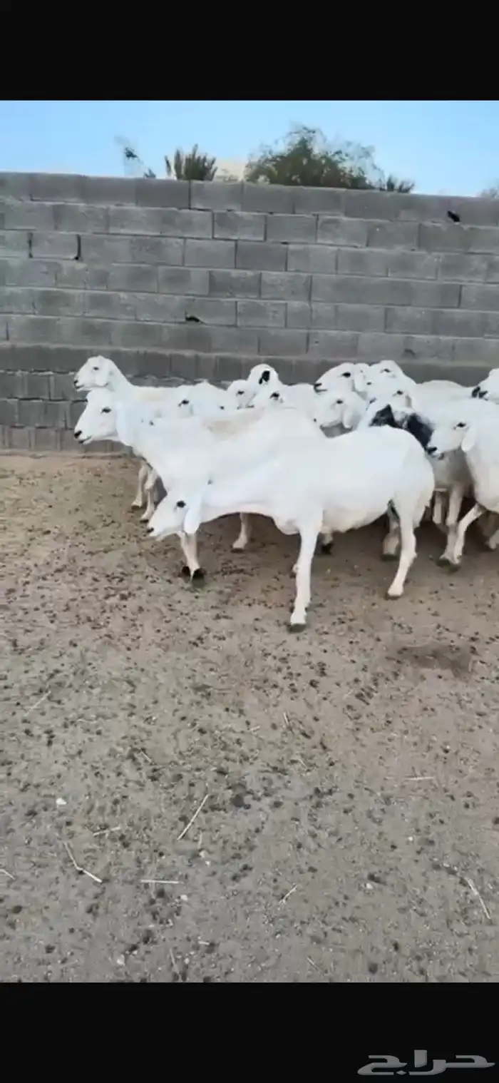 غنم 3