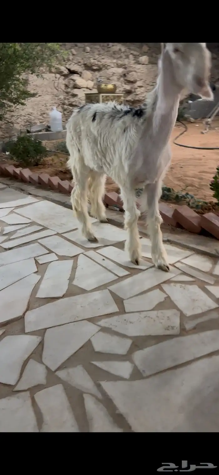 للبيع نجد صنف البيع مستعجل 2