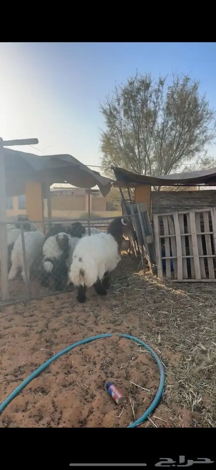 خروف نعيمي 4