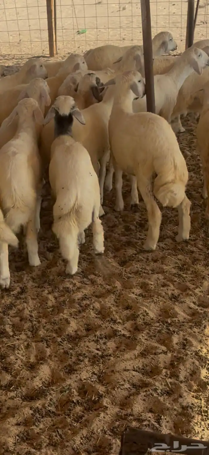 بهم حريات تربيه للبيع 1