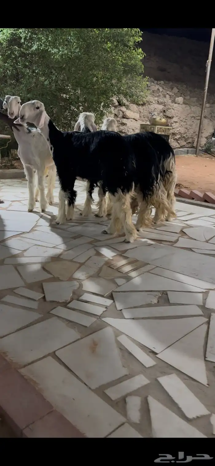 للبيع نجد صنف البيع مستعجل 1