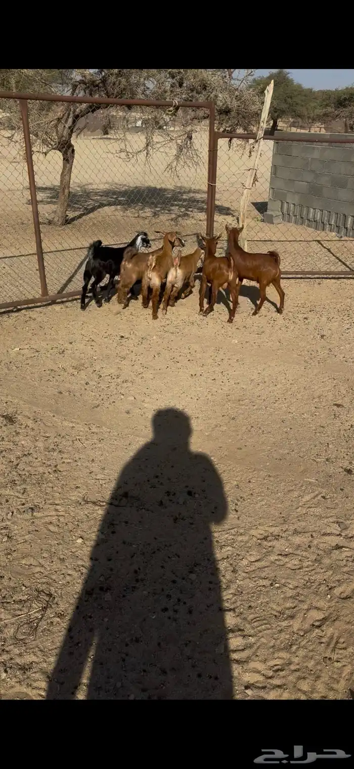 القاعه 0