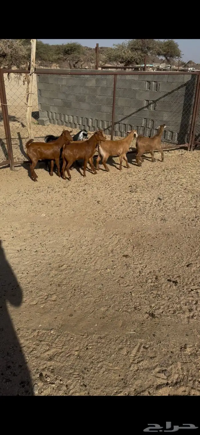 القاعه 1