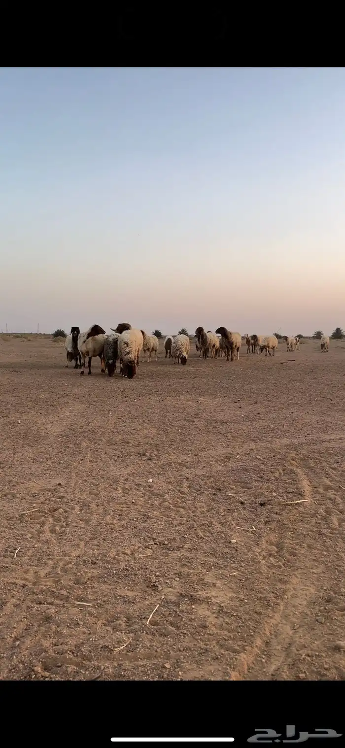 نعيم مقاني 0