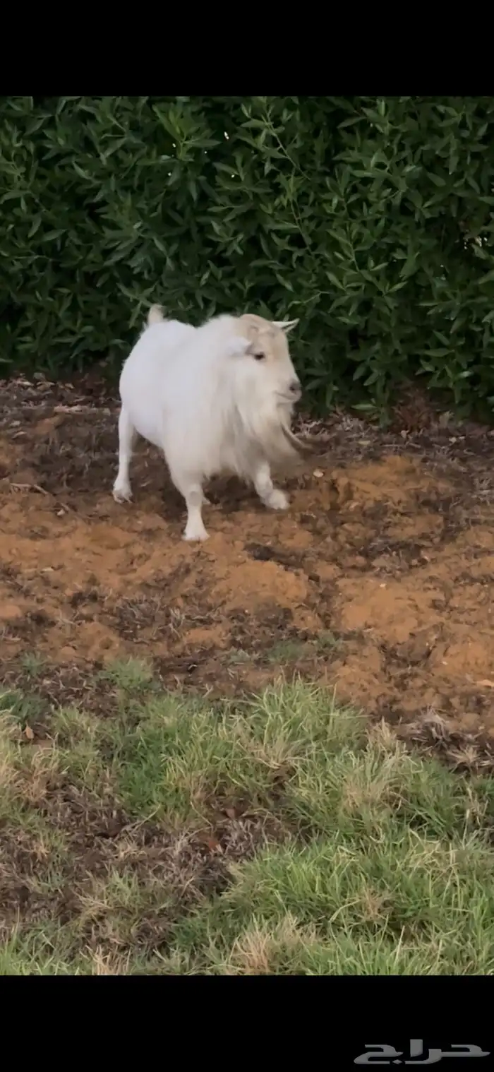 فحل قزمي مستوى فاخر معر ف ومنتج 0