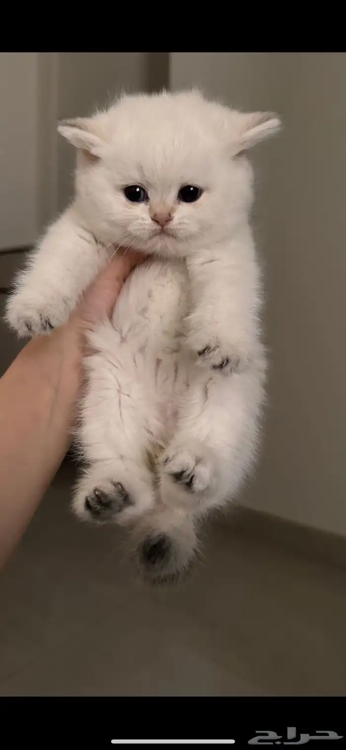 سكوتش ستريت انثى للبيع 0