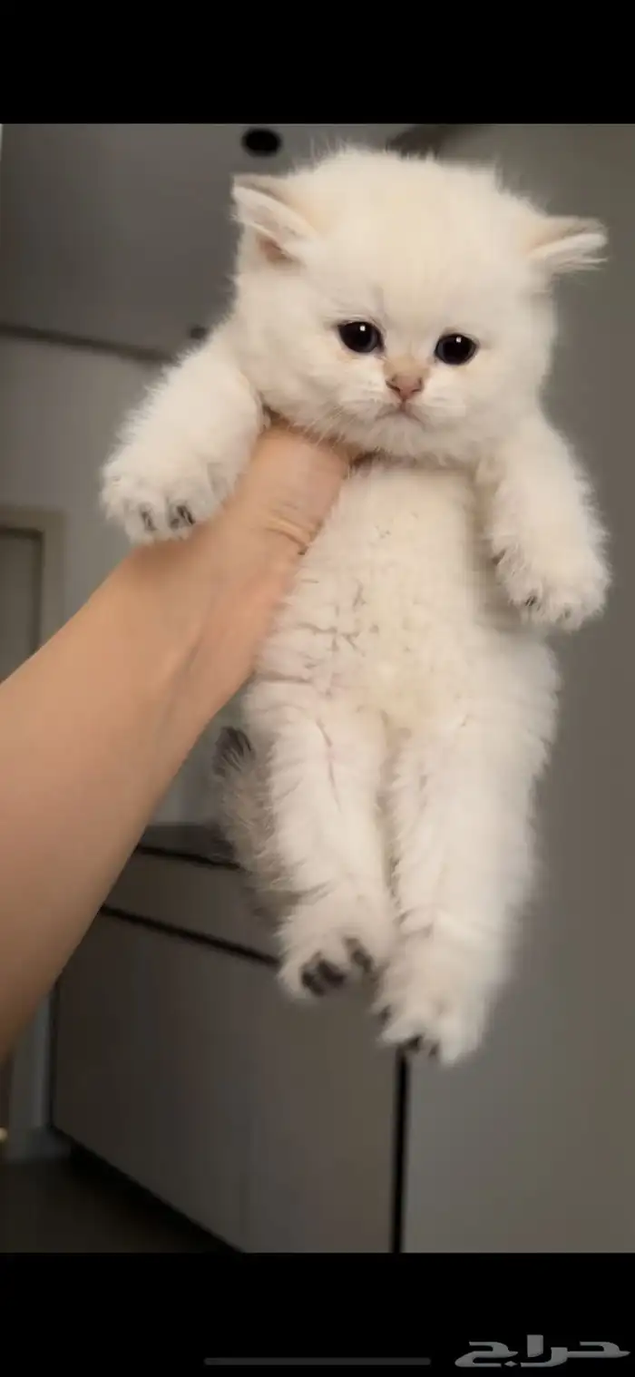 سكوتش ستريت انثى للبيع 1